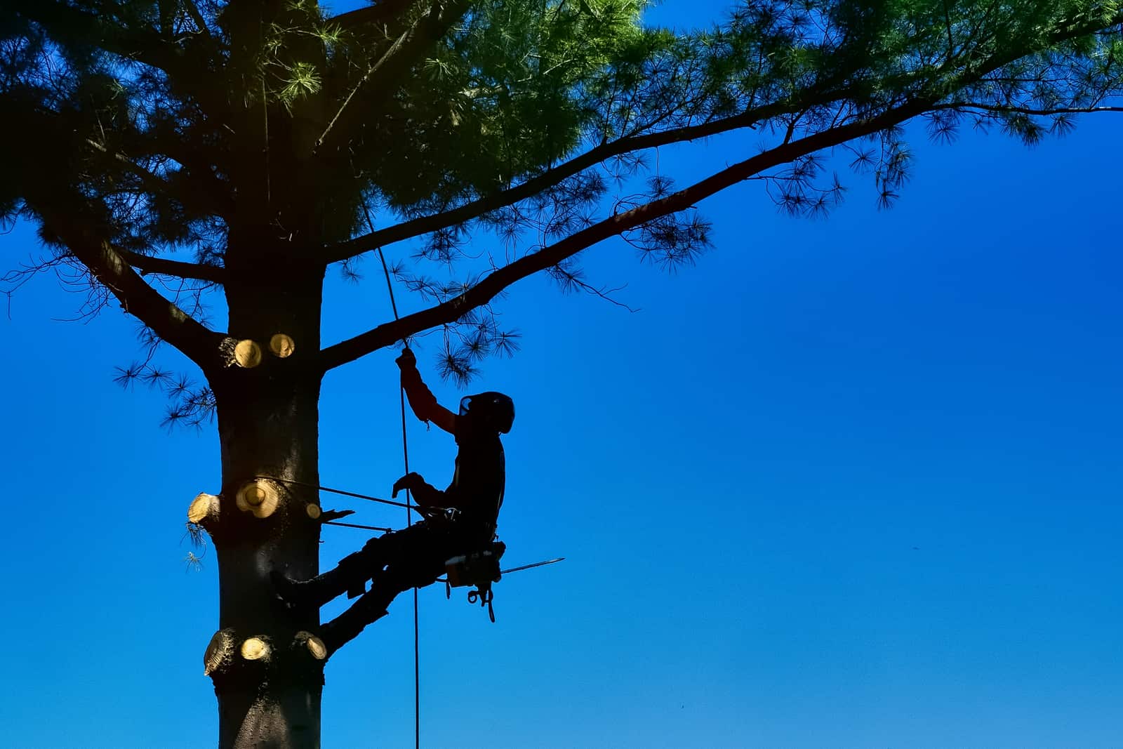 EZ Tree Solutions Charlotte NC