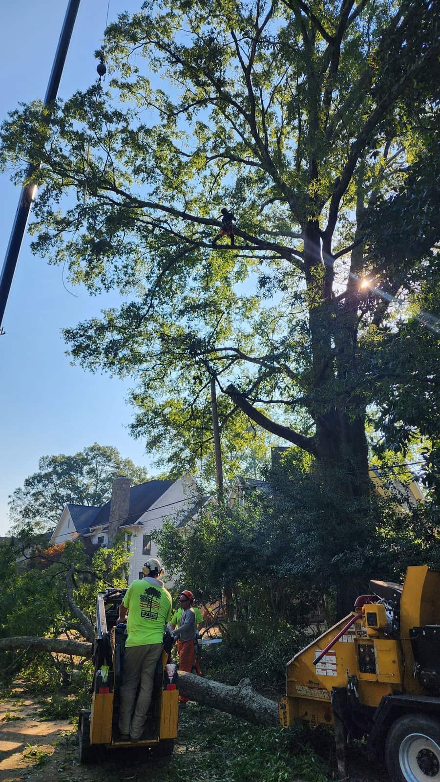 Completed tree work