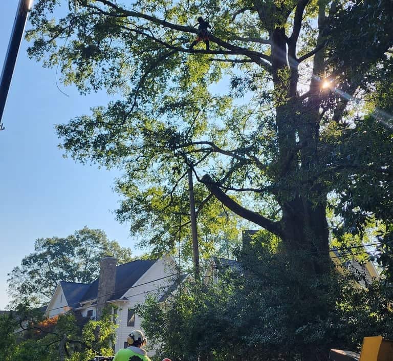 Professional tree services